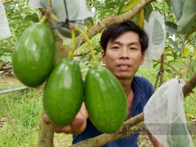 Loại trái cây có tác dụng thần thánh với sắc đẹp phụ nữ đang được toàn cầu săn lùng, Việt Nam trồng rất nhiều