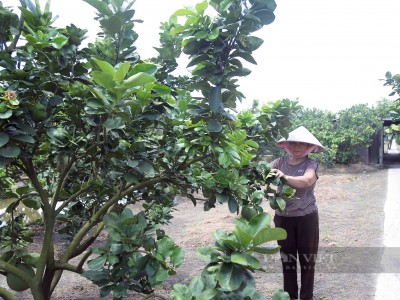 Bà Bưởi trồng bưởi da xanh, lãi gần một tỷ, xây nhà to nhất xóm