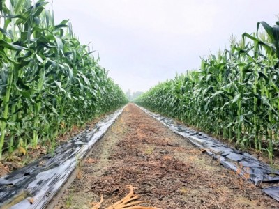 Trồng cây bắp dưới chân ruộng, lãi gấp 2 - 3 lần lúa