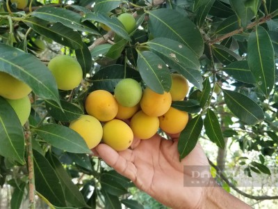 Trồng thứ cây ra trái đặc sản như trứng vàng, nông dân Vĩnh Long vang danh khắp nước