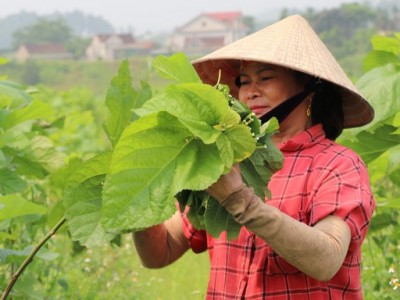 Lá dâu to giúp hợp tác xã này ở Nghệ An nuôi tằm trắng trẻ, khỏe, ăn lá dâu rầm rập, cả làng vui