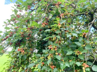 An Giang: Trồng dâu kết hợp du lịch sinh thái