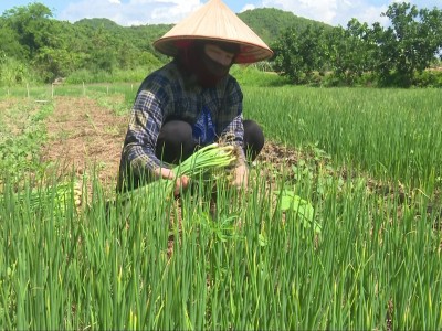 Nhổ cây này bán làm rau gia vị, trồng nhanh được thu, cứ 1ha nông dân Bình Thuận có 300 triệu