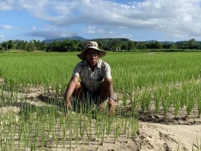 Trồng loại rau gia vị thơm cả cánh đồng, nông dân một xã ở Bình Định ngồi ruộng mà chả thấy ai mua