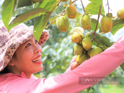 Thứ cây đặc sản khó nhân giống, ở Hà Tĩnh trước dân vặt trái ăn cho vui, nay nhà nào trồng là giàu