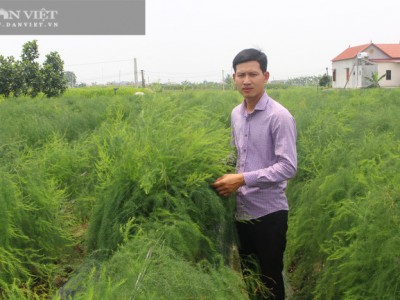 Bắc Ninh: Trồng thứ “rau hoàng đế” nhìn xa cứ như đồng cỏ dại, sáng mở mắt ra hotboy nông dân này có 15 triệu