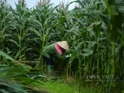 Trồng ngô sinh khối tốt um, nông dân Phú Thọ 