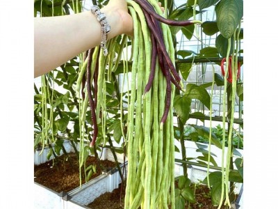 Loại rau giá rẻ, là 