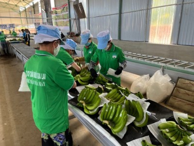 Trung Quốc đột ngột có nhu cầu cao với một loại quả, lại giảm mua của Philippines, tăng mua của Việt Nam