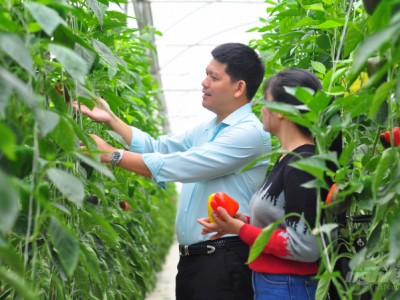 Tỷ phú ớt chuông công nghệ cao