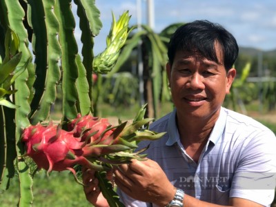 Tỷ phú thanh long VietGAP ở Bình Thuận có cánh đồng thẳng cánh cò bay là Nông dân Việt Nam xuất sắc 2023