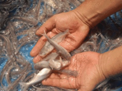 Phòng bệnh trên cá tra giống