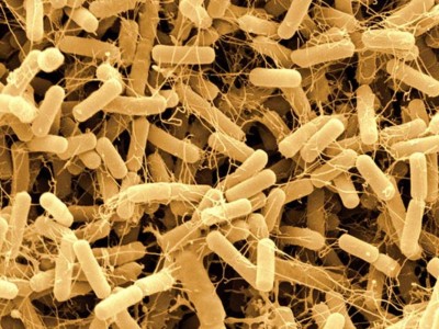 Vi Khuẩn Bacillus amyloliquefaciens: Giải pháp vi sinh cho ao nuôi hiệu quả
