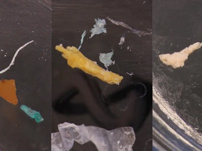 Cảnh báo vi nhựa trong thức ăn thủy sản