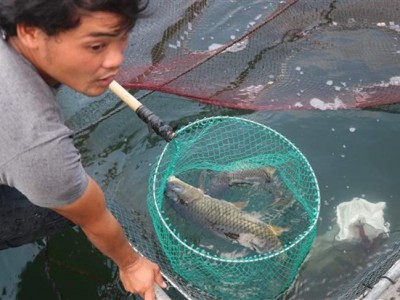 Nuôi vỗ thứ cá chép ăn thịt giòn sần sật như tràng lợn, nông dân Bình Định bán 150.000 đồng/kg