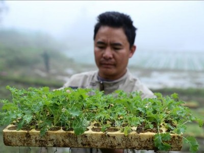 Trồng thứ rau lá xoăn như tóc xù ở Lào Cai, nhà giàu ăn còn mê, cứ 1ha nông dân thu 200 triệu