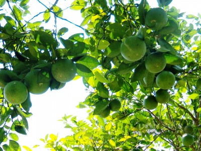 Quảng Nam: Liều phá cây keo, trồng 400 cây gì mà một ông nông dân kiếm bộn tiền hơn?