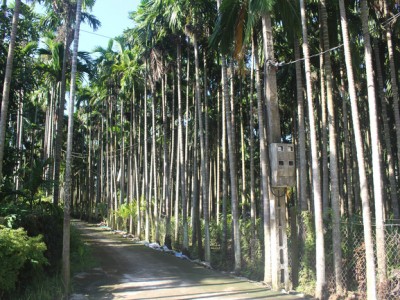 Nam Định: Cau tươi được giá, bán đắt như tôm tươi, người dân vui như Tết