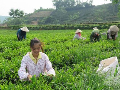Giá chè tăng cao, người làm chè Thái ấm lòng đón tết