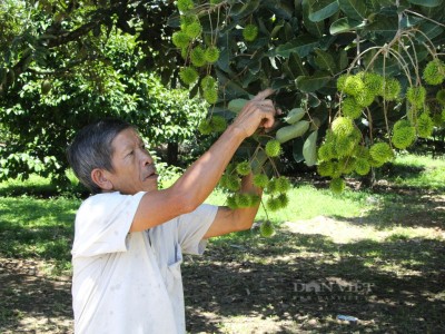 Ninh Thuận: Nhà vườn ở huyện miền núi Ninh Sơn tất bật chuẩn bị cho lễ hội trái cây