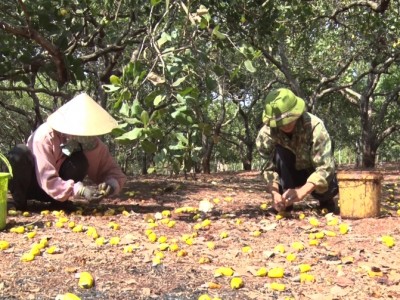 Loại cây ở nơi này của Gia Lai trước nhặt hạt mỏi tay, nay thất thu kép liên tục, nông dân chán nản