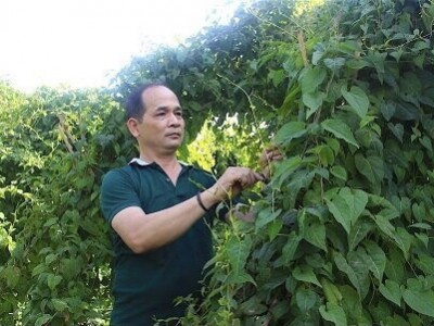 Gia Lai: Kêu gọi đầu tư 9 dự án phát triển dược liệu