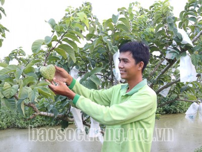 Vườn nhiễm phèn trồng cam, mít chết hàng loạt, đem trồng na Thái không ngờ quả to đùng, thương lái mua hết