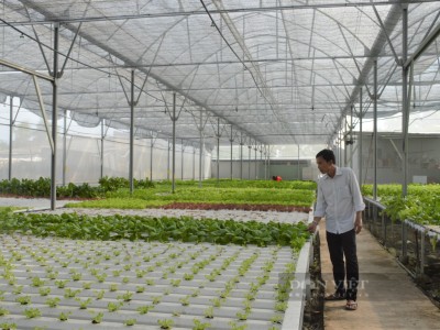 Bỏ chức Giám đốc một người Cà Mau về bỏ tiền tỷ trồng rau kiểu gì mà cứ cắt là siêu thị mua