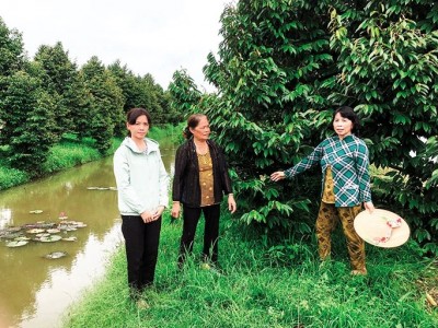 Vườn sầu riêng Ri6 bạt ngàn ở Cần Thơ, vừa thu hoạch vụ đầu đã thu nhập 320 triệu đồng