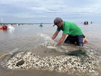 Xây dựng vùng nuôi nhuyễn thể chuẩn quốc tế, nâng giá trị xuất khẩu