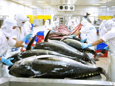 Một loài cá của Việt Nam đắt hàng ở Mỹ - EU, cầm chắc thu 1 tỷ USD
